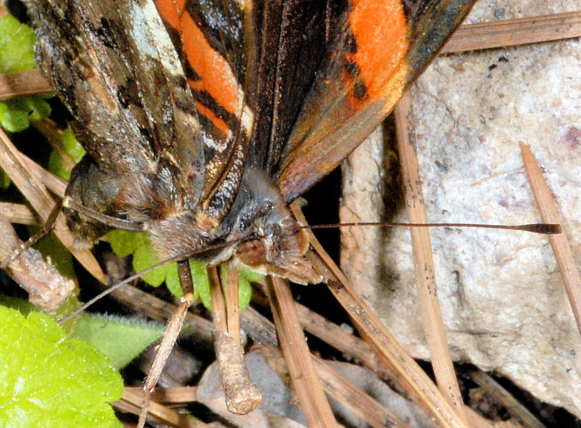 Vanessa atalanta